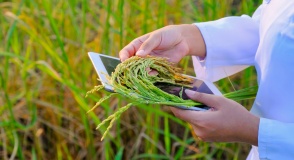 Note de veille FIM Agroalimentaire - Novembre 2020