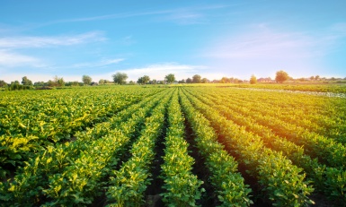 Note de veille Agroalimentaire - oct 2025