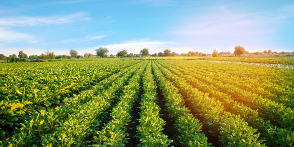 Note de veille Agroalimentaire - oct 2025