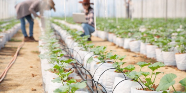 Note de veille agroalimentaire - Mars 2023